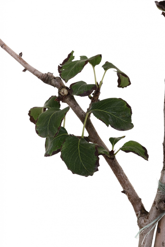 Саджанець Груша в асортименті 3 р (L.15)