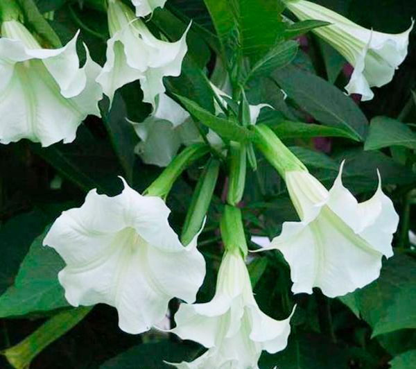 Насіння Seedera Датура індійська біла 0,5 г