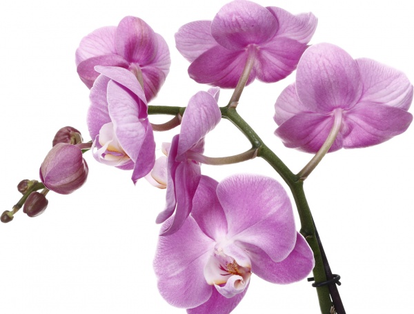 Растение Фаленопсис 1-2 ветки микс d12/h40