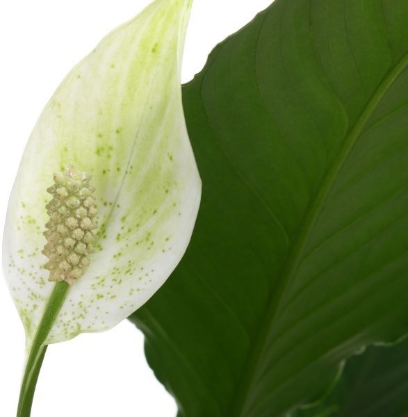 Растение Спатифилум 13х55 см Свит