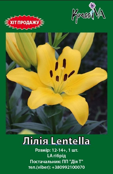 Луковица інше лилия Lentella 1 шт. 