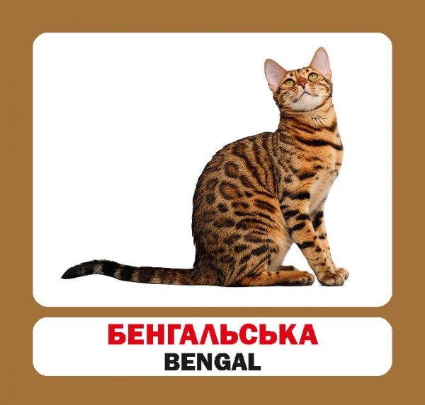 Книга «Навчальний посібник. Коти. англ-укр»