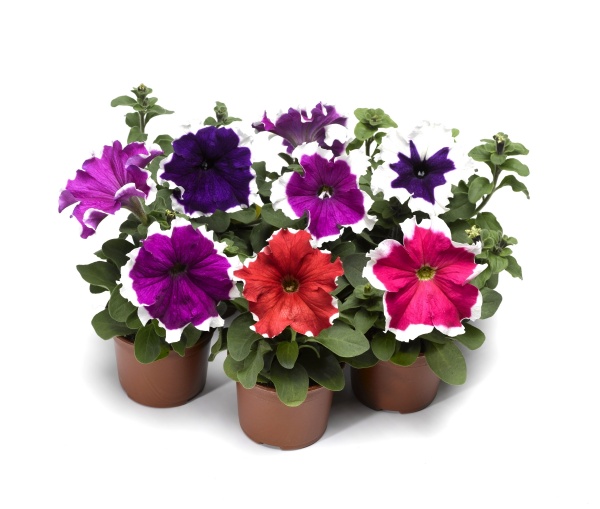 Семена Професійне насіння петуния Фрост F1 смесь 20 шт. (4823058205571)