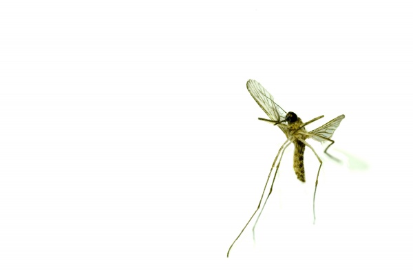 Лампа світлодіодна Ledvance антимоскітна 8 Вт A60 матова E27 220 В 2700 К 