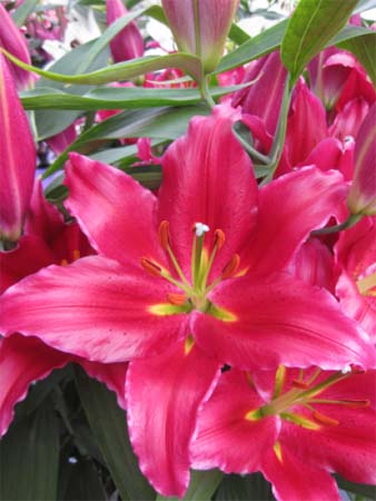 Луковица лилии восточной Бакарди 1 шт. 