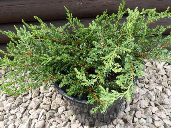 Растение Можжевельник обыкновенный / Juniperus communis Repanda С100