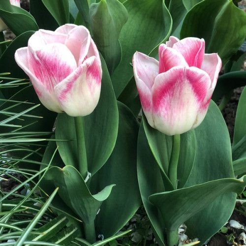 Луковица Яскрава Тюльпан триумф Pleasure 3 шт. 