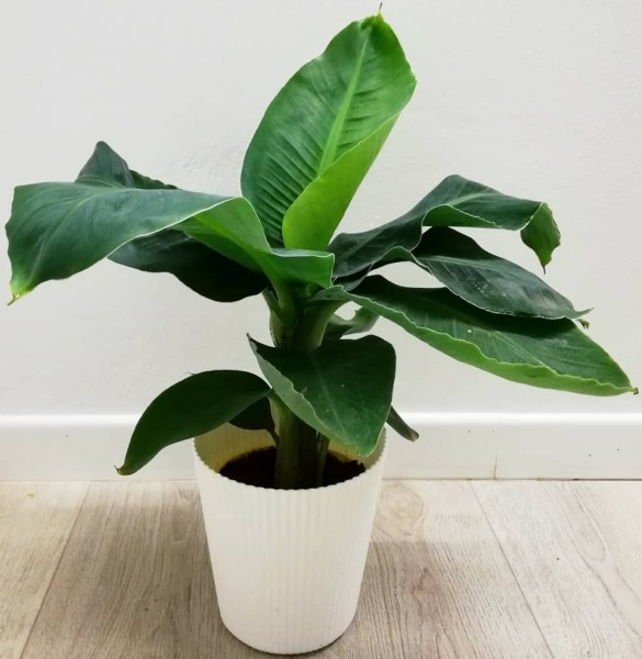 Растение Банан d17/h70