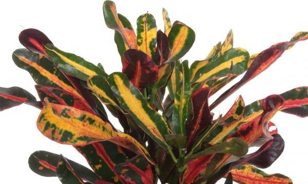 Растение Кротон 12/45 сортовой