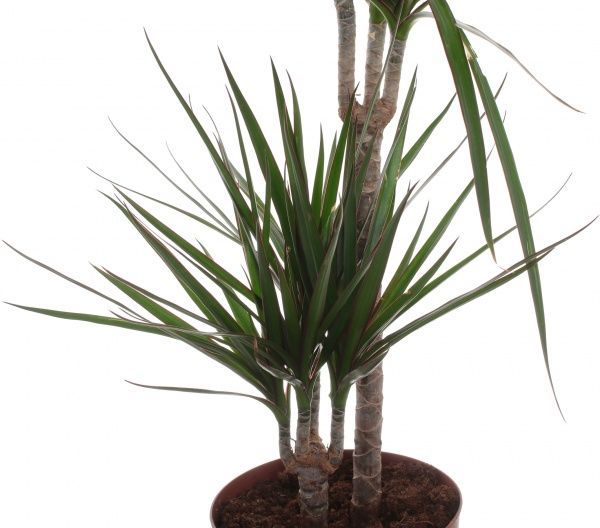 Растение Драцена микс 17/80