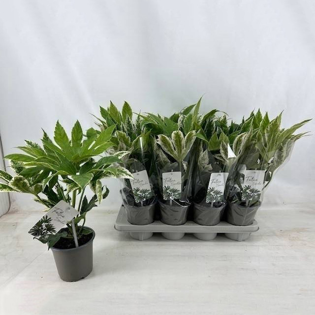 Растение Фатсия 14х40 Variegata