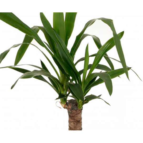 Рослина Юкка 14/40