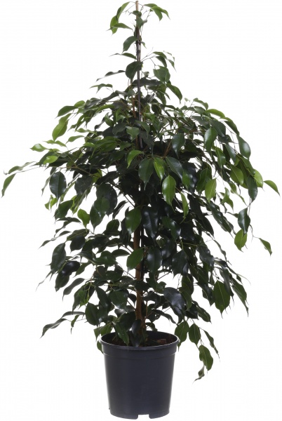 Рослина кімнатна Фікус Даніель