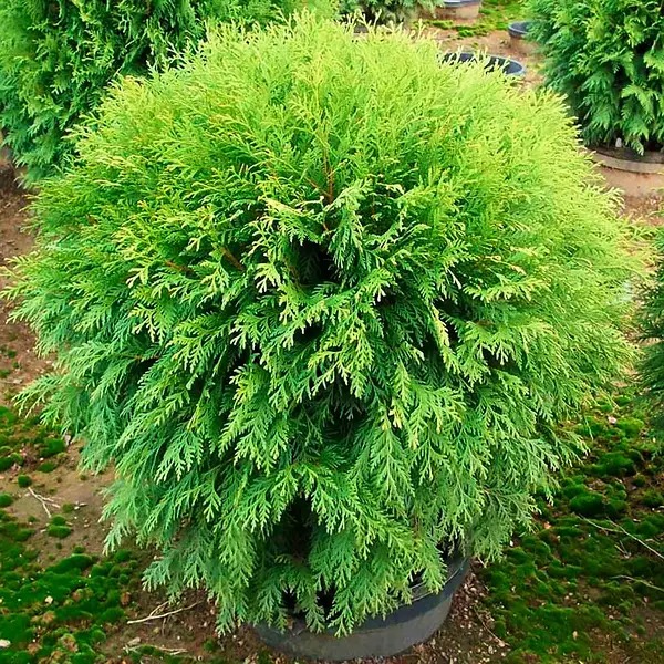 Растение Туя/ Thuja occidentalis Woodwardii С3, D20-30