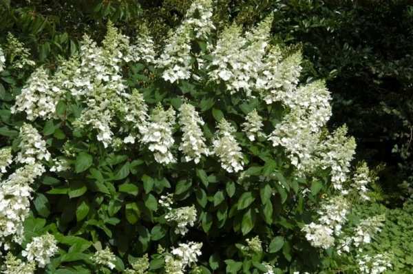 Растение Гортензия метельчатая Левана/ HYDRANGEA paniculata Levana С10/Н80-120
