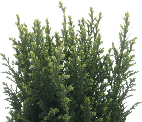 Саженец Кипарисовик микс 13/30