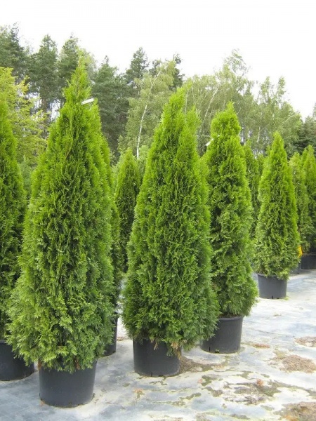 Растение Туя западная / Thuja occidentalis Smaragd, C10