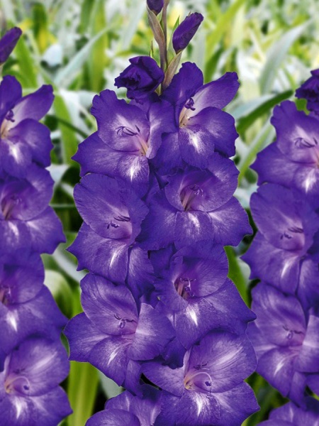 Клубнелуковица гладиолуса Перформер 3 шт. 