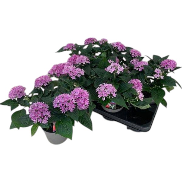 Растение Пентас 13х25 Starcluster Lavender