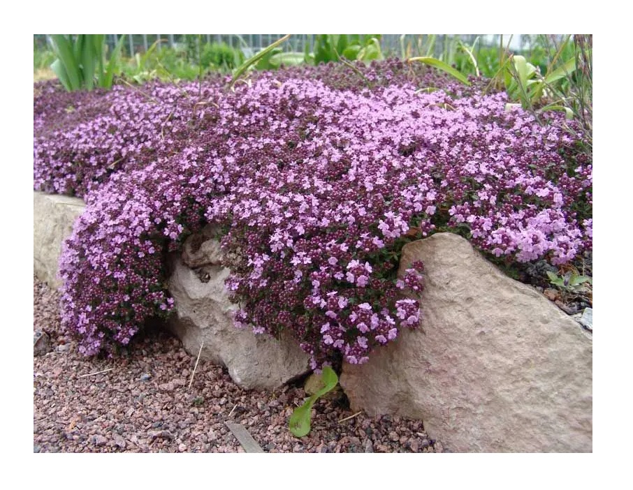 Семена Професійне насіння тимьян фиолетовый тимьян 0,1 г (4823058204055)