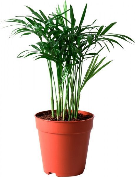Растение комнатное Хамедорея 13/40 Chamaedorea Elegans