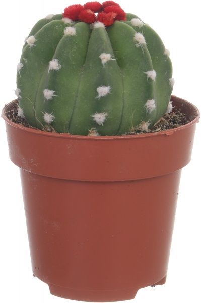 Растение Кактус микс из искусственным цветком 8/12