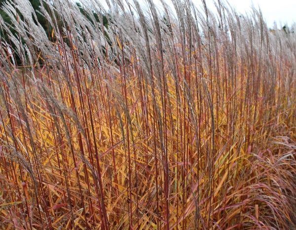 Растение Мискантус китайский пурпурный