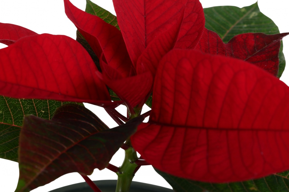 Растение комнатное Пуансетия Эуфорбия пульцерима d12