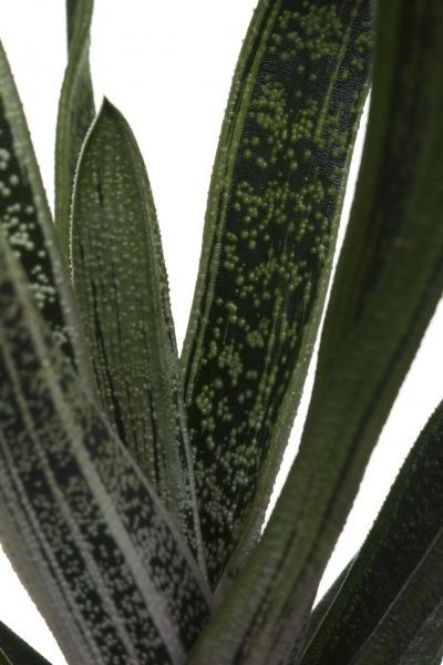 Рослина кімнатна Хавортія 10х20 см