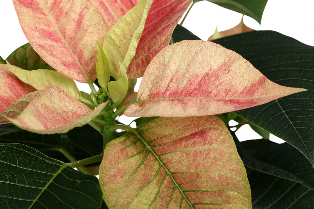 Растение комнатное Пуансетия Эуфорбия пульцерима d17