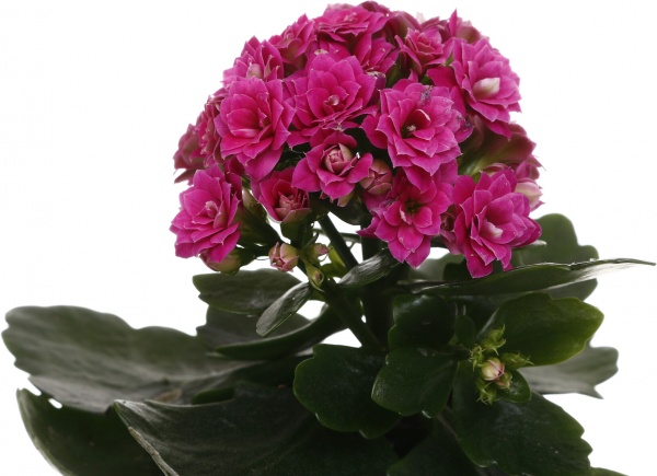 Растение комнатное Каланхоэ Розалин микс (7/15)