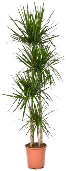 Растение комнатное Драцена Маргината Санрей 4 ствола d27/h150