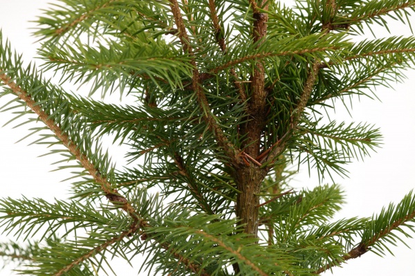 Растение ель обыкновенная Picea abies С3 С5