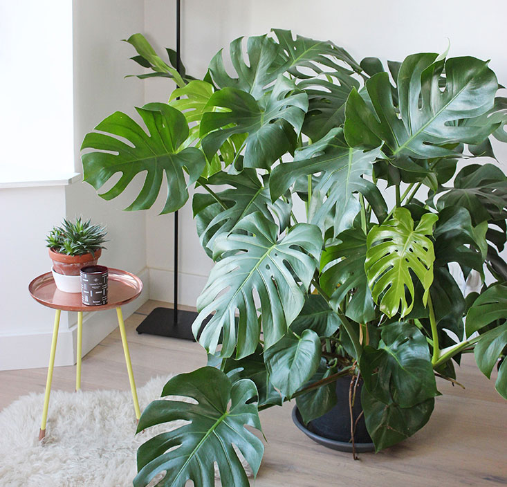 Рослина Монстера 12х40 Deliciosa