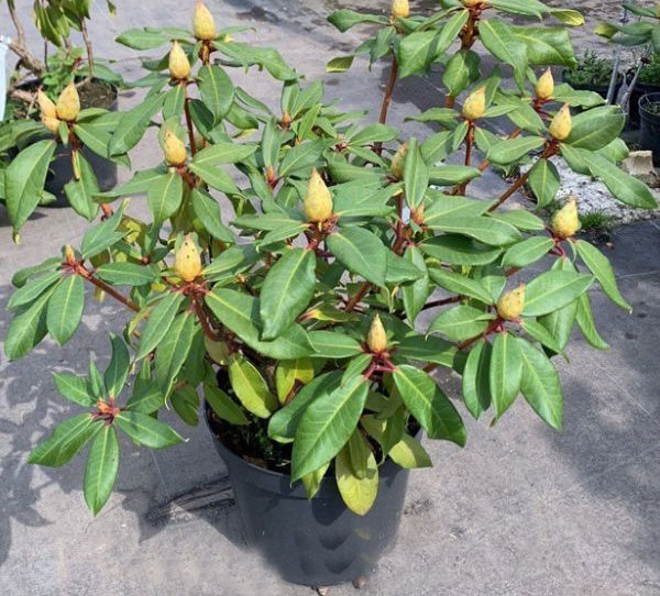 Растение Рододендрон микс d23/h50