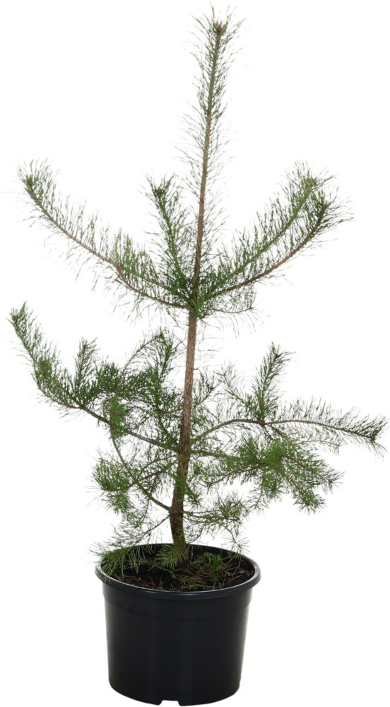 Сосна звичайна Pinus sylvestris 25L H130-170 см