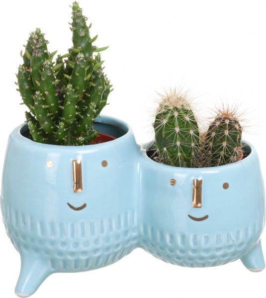 Растение Кактус в двойном горшке 14/15