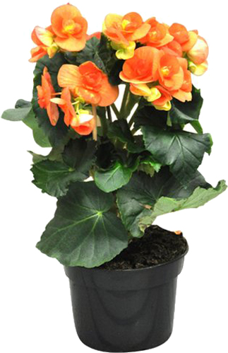 Растение Бегония микс 13x30 см