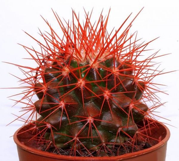 Кактус разноцветный 8/10