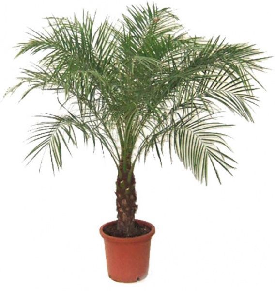 Рослина Пальма Фінікова 15/100