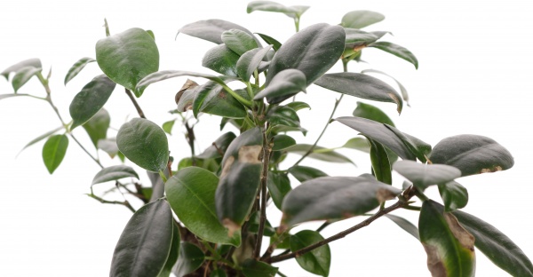 Рослина кімнатна Фікус 11/25 гінсенг