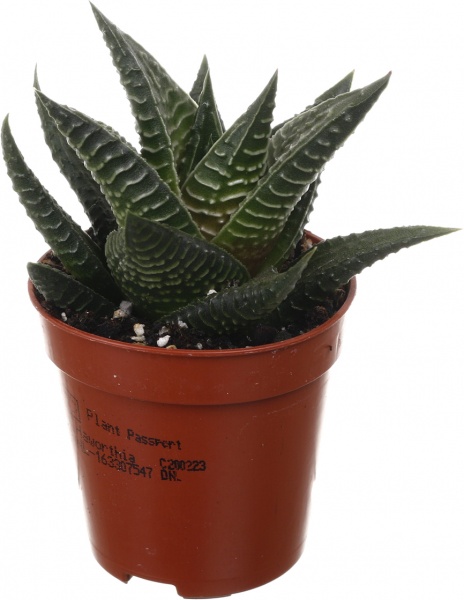 Рослина кімнатна Сукулент 5х8 см