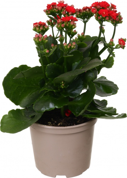 Растение декоративное Каланхое Розалин микс (12/25)