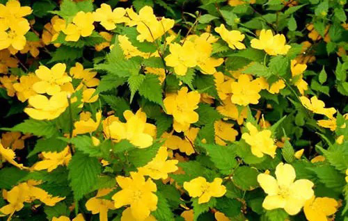 Растение Керрия японская Голден Гвинеа/Kerria japonica 'Golden Guinea' С1/Н 30-50