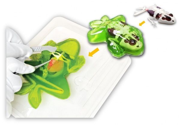 Набор исследователя Joker Slimy Lab Анатомия животных_Лягушонок 38070
