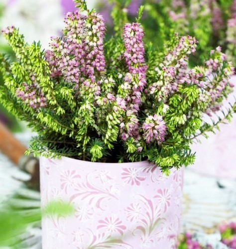 Растение Эрика в ассортименте, C 3, D 10-15