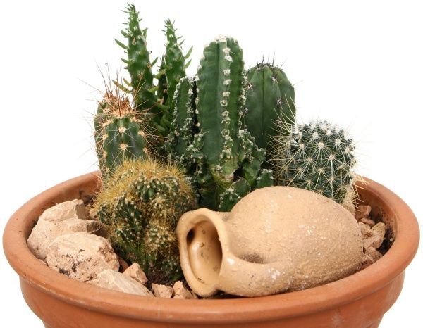 Композиція кактус мікс 19х25 см