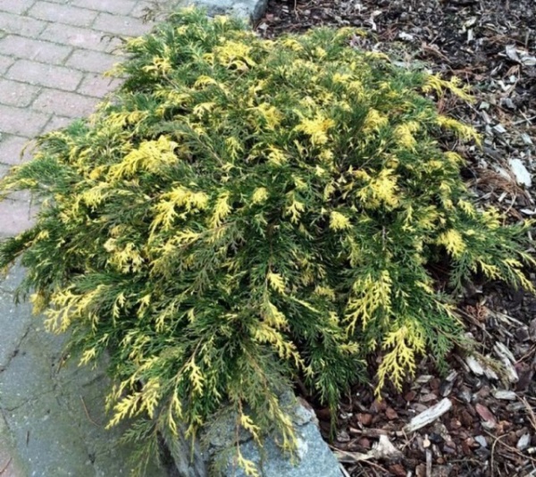 Растение Микробиота перекрестно парная Карнавал/Microbiota decussata 'Carnival' С2 /Н 10-15