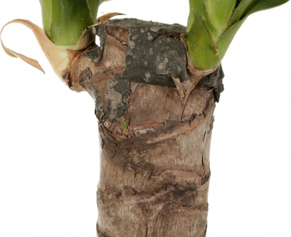 Растение комнатное Юкка штамб 14х60 см