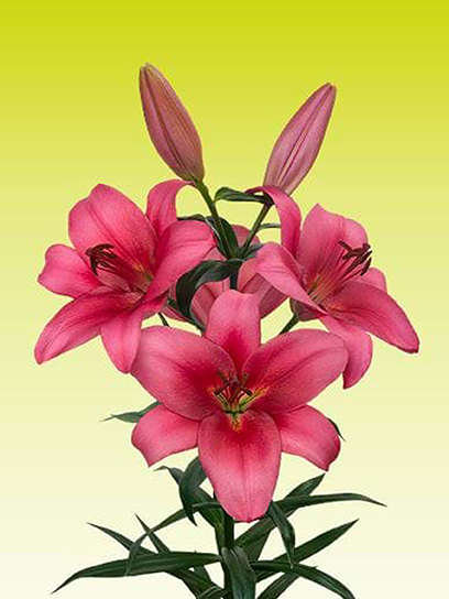 Цибулина VWS EXPORT – IMPORT OF FLOWERBULBS B.V. лілії ТА Мерлінг 1 шт.